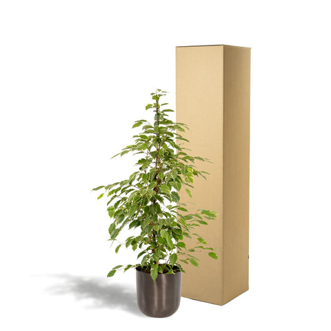 Ficus benjamina Goldenking - Ø21cm - ↕95cm + Topf Mayk Lead