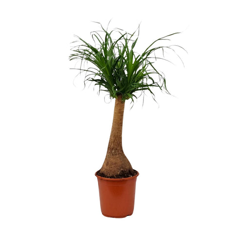 Beaucarnea Recurvata - Ø21cm - ↕65cm