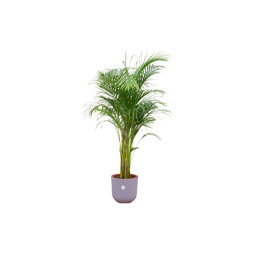 Kombi-Angebot - Areca-Palme inkl. elho Jazz Rund Lila Ø26 - 140 cm