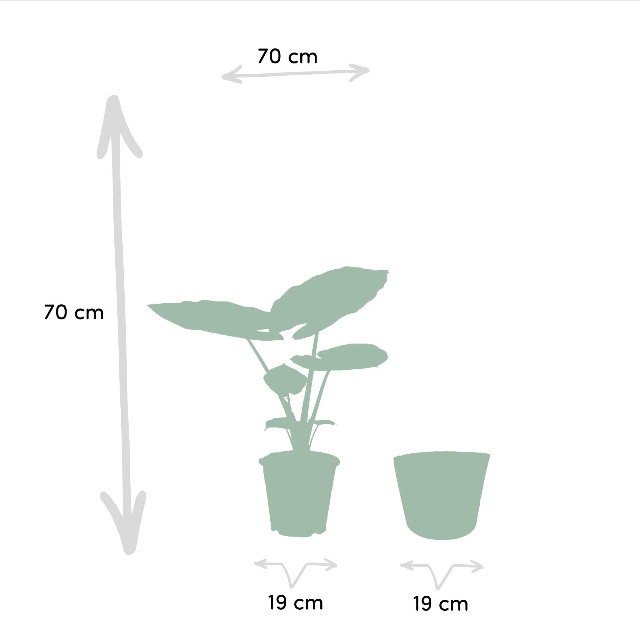 Alocasia Macrorrhiza - Ø19cm - ↕70cm + Korb Igmar