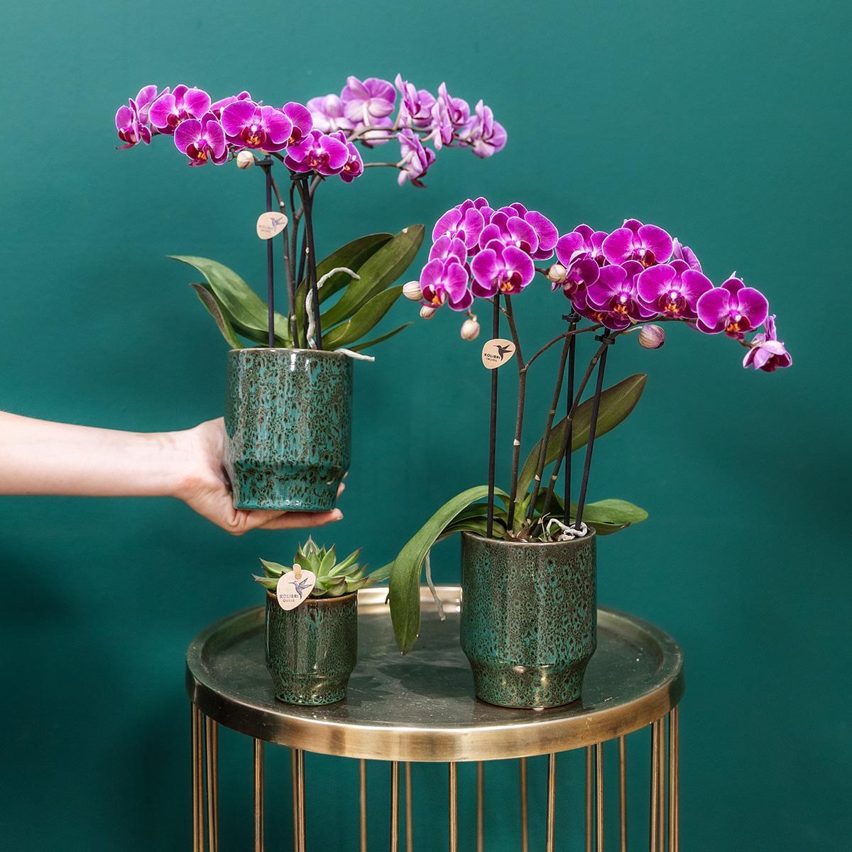 Kolibri Orchids | Lila Phalaenopsis Orchidee - Morelia Classy grün- Topfgröße Ø9cm | blühende Zimmerpflanze - frisch vom Züchter