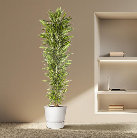 Dracaena Cintho verzweigt - 210 cm - ø40