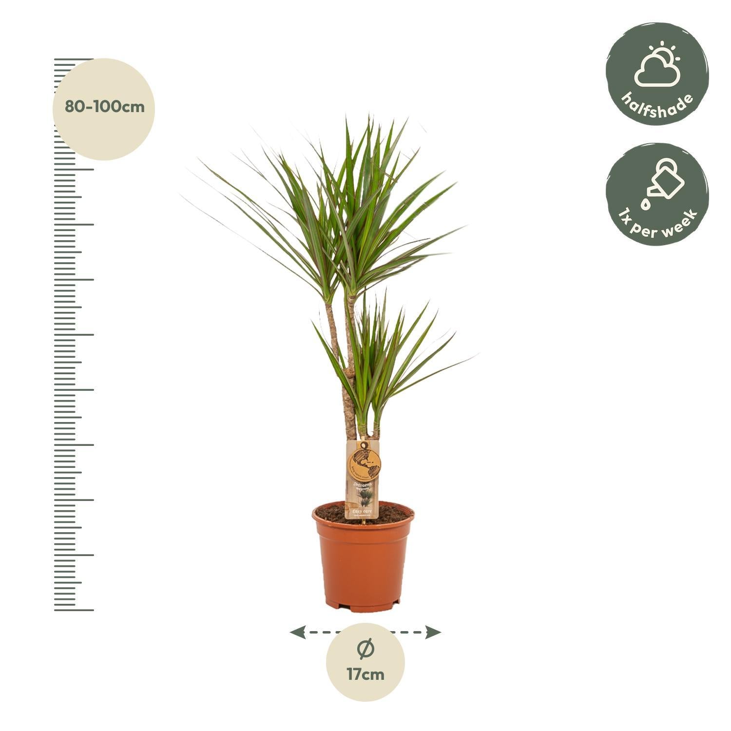 2x Dracaena - ↨90cm - Ø17cm