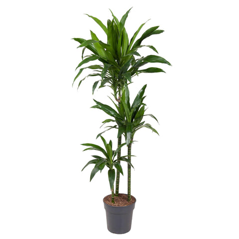 Dracaena Janet Craig - 150 cm - ø24