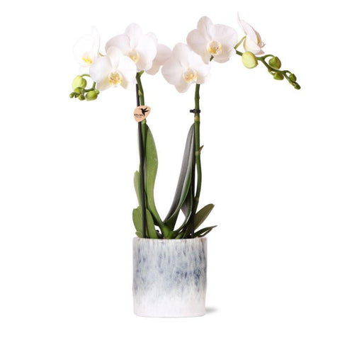 Kolibri Orchids | weiße Phalaenopsis Orchidee - Amabilis + Sky Topf - Topfgröße Ø9cm - 40cm hoch | blühende Zimmerpflanze im Blumentopf - frisch vom Züchter