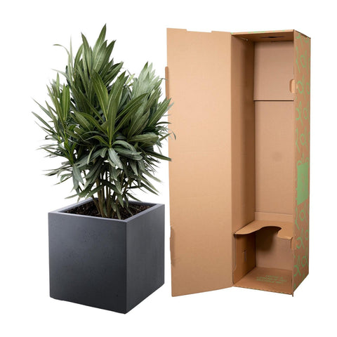 Nerium Oleander Strauch mit roten Blumen - 90cm- Ø22