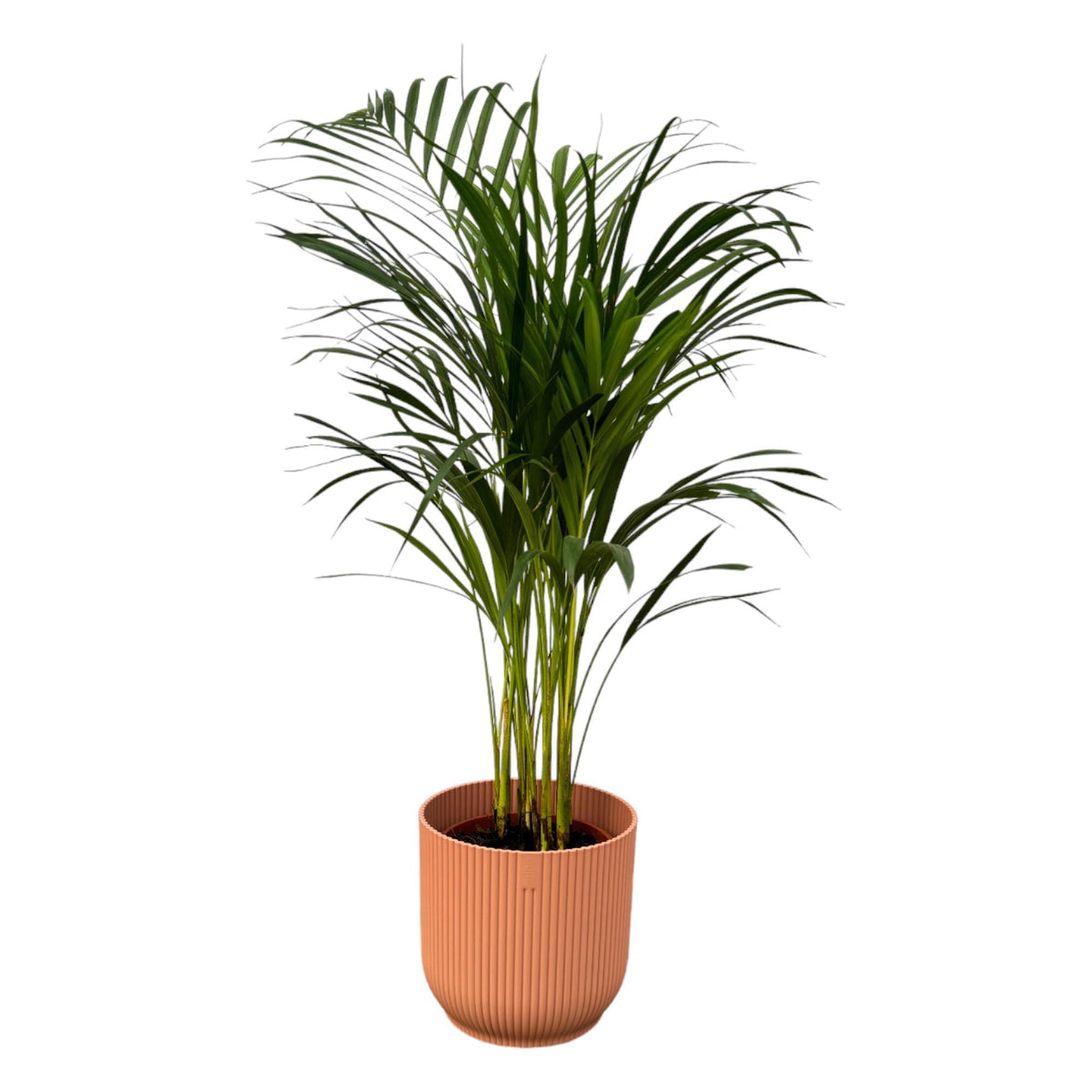 Areca Palme  - ↨85cm - Ø19cm inkl. elho Vibes Fold Rund Rosa D22xH20