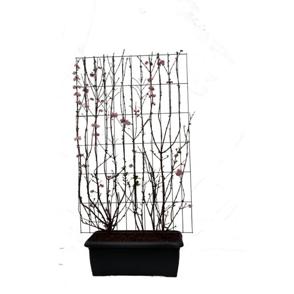 Viburnum bodn. 'Dawn' - ↨180cm - 1 Stück