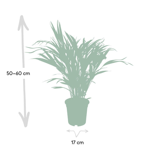 Dypsis Lutescens - Ø17 - ↨60cm