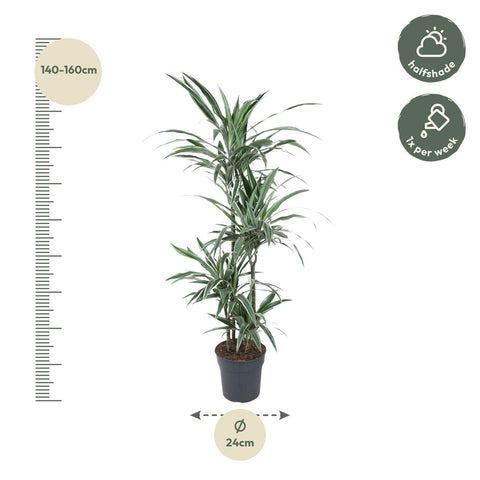 Dracaena Warneckei - 150 cm - ø24