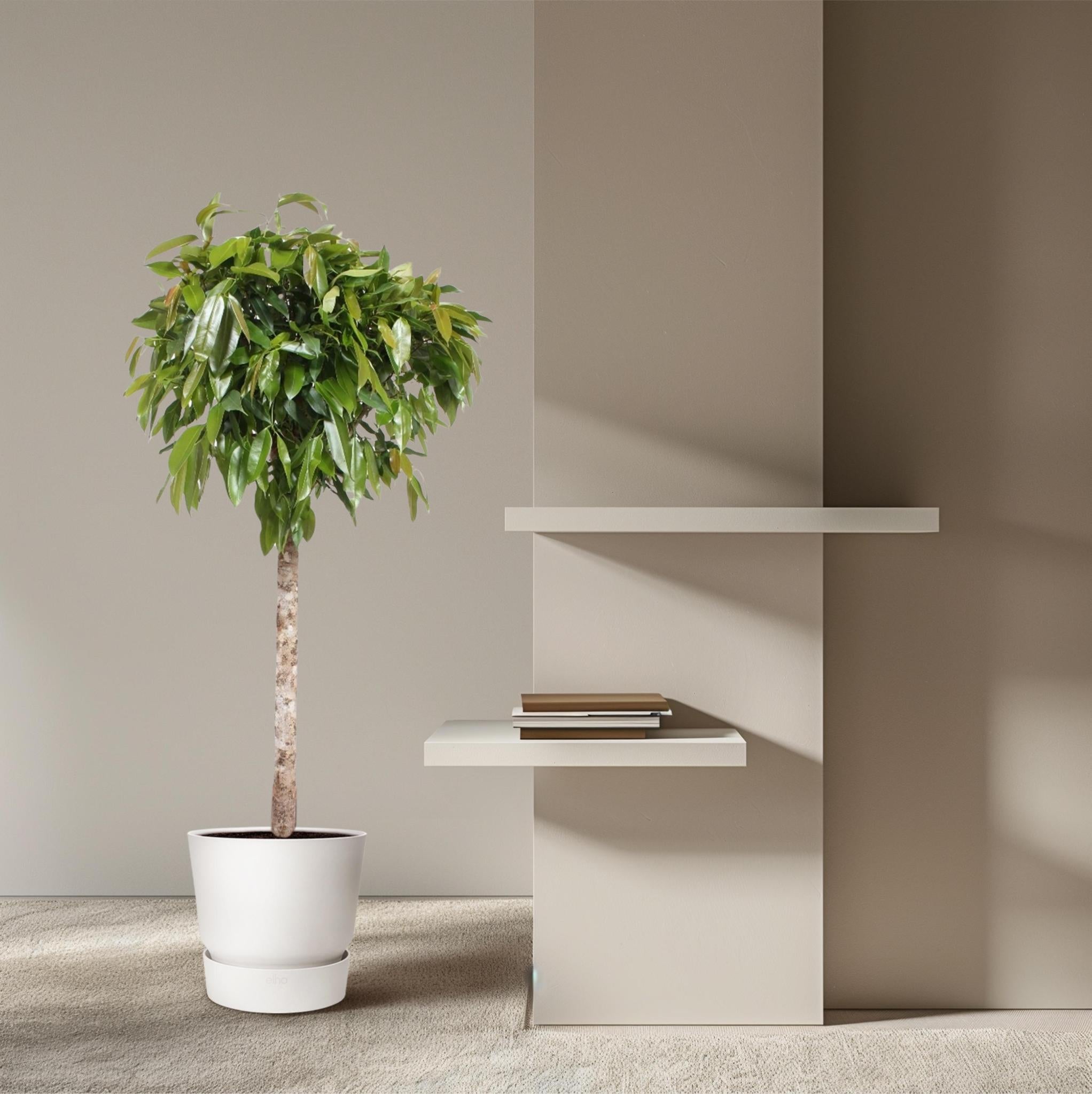 Ficus Amstel King - 180 cm - ø40