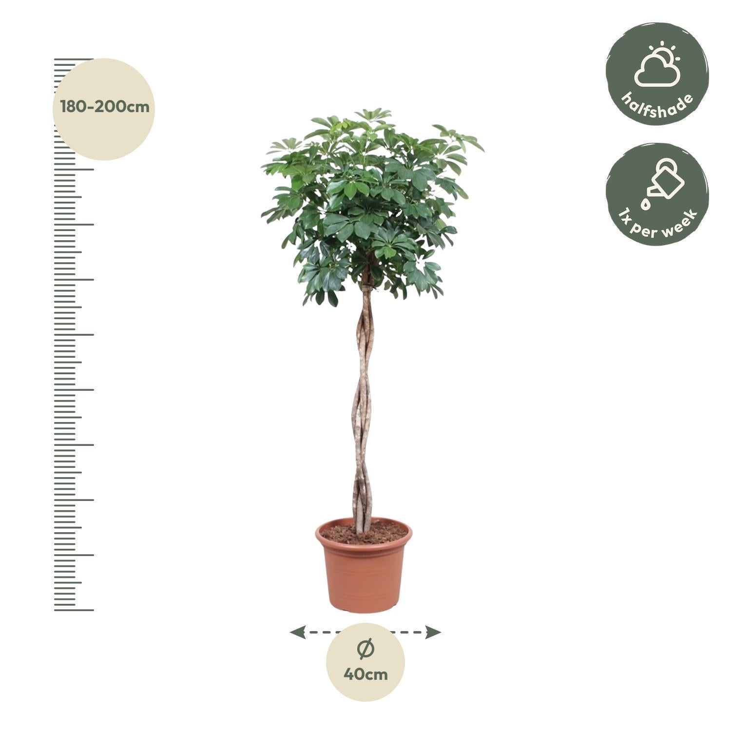 Schefflera Arboricola Compacta geflochtener Stamm - 190 cm - ø40