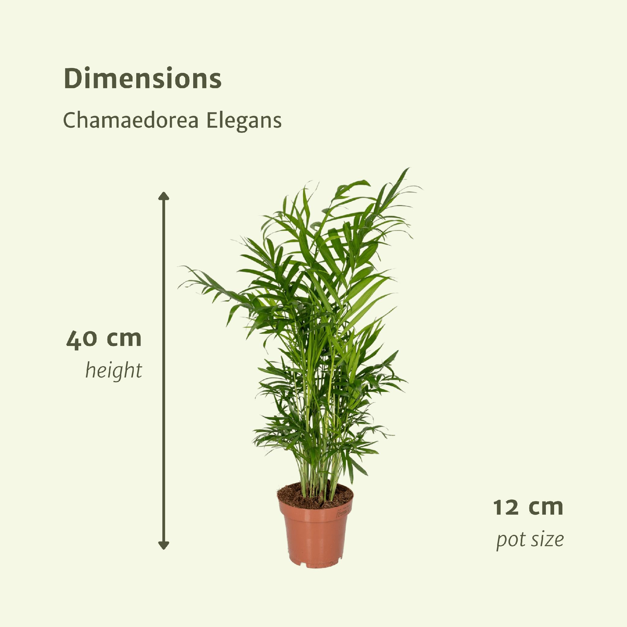 Chamaedorea Elegans (Mexikanische Bergpalme) - 2 Stücke - Ø12cm - ↕40cm