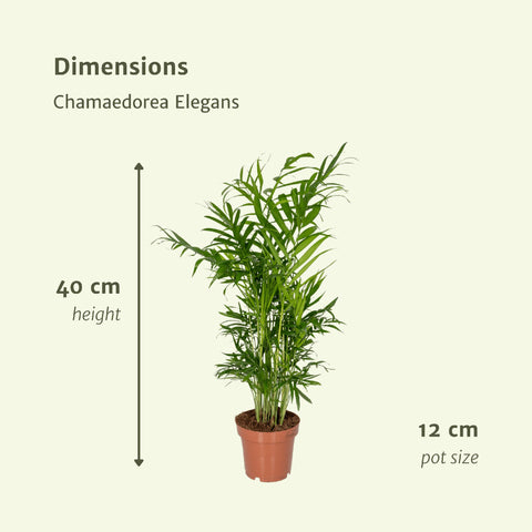 Chamaedorea Elegans (Mexikanische Bergpalme) - 2 Stücke - Ø12cm - ↕40cm