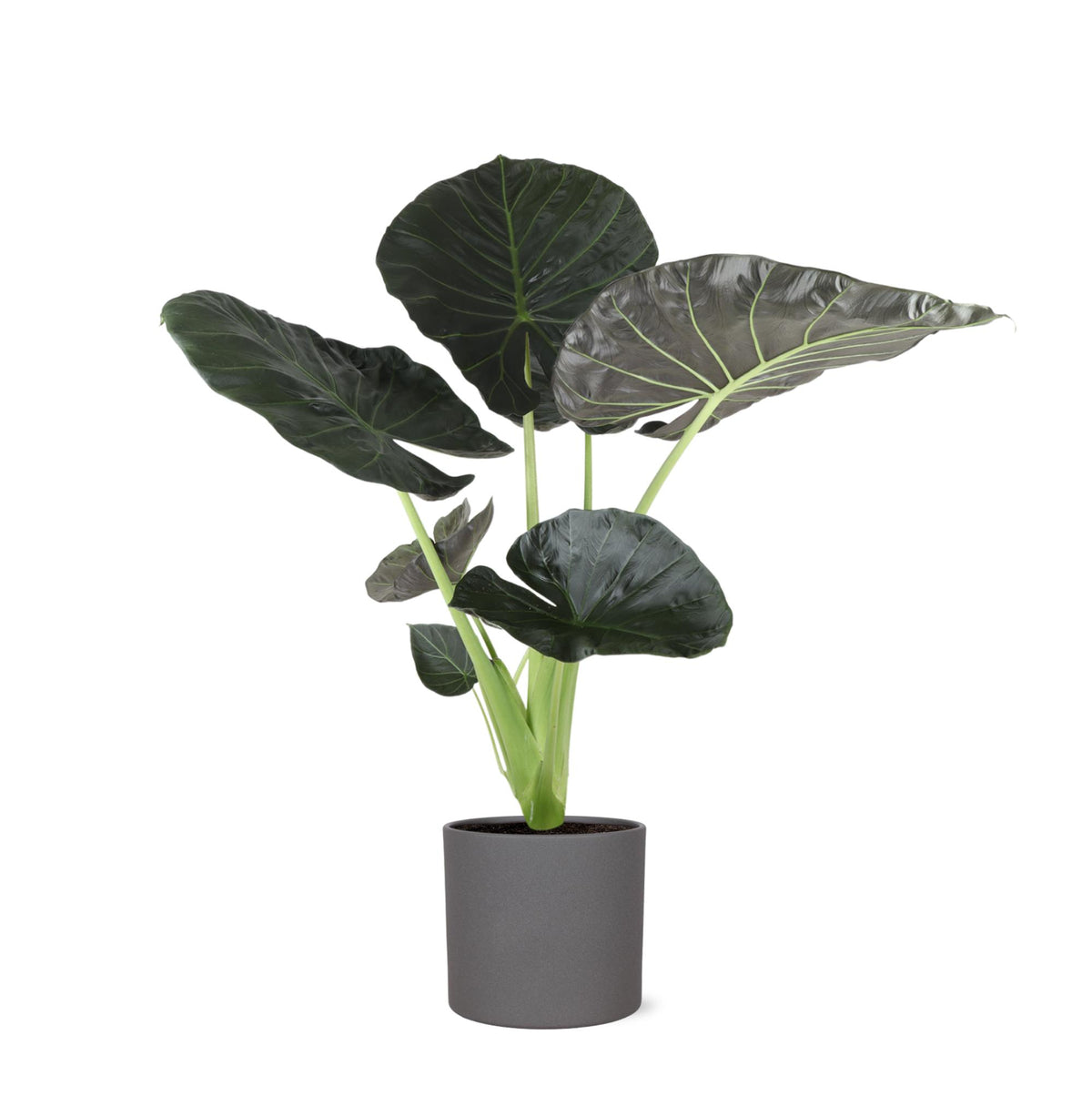 Alocasia Regal Shield Ø24cm - ↕110cm in Era Anthrazit Topf