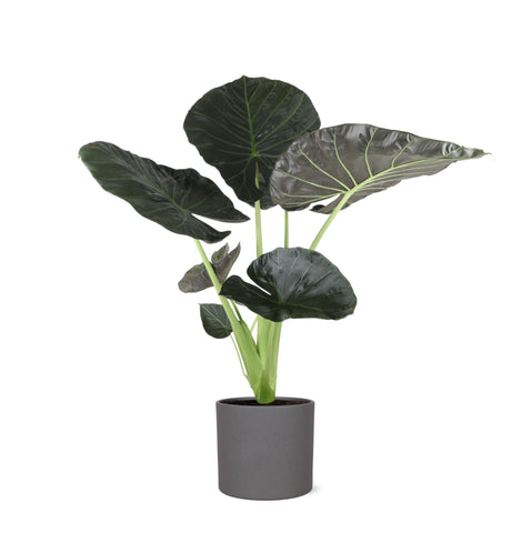 Alocasia Regal Shield Ø24cm - ↕110cm in Era Anthrazit Topf