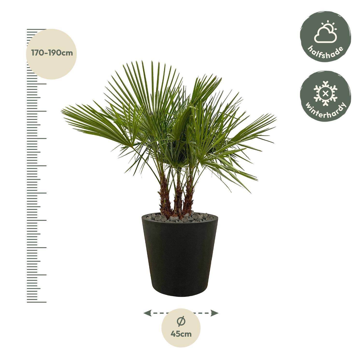 Trachycarpus Multi-Stamm - 180cm- Ø45