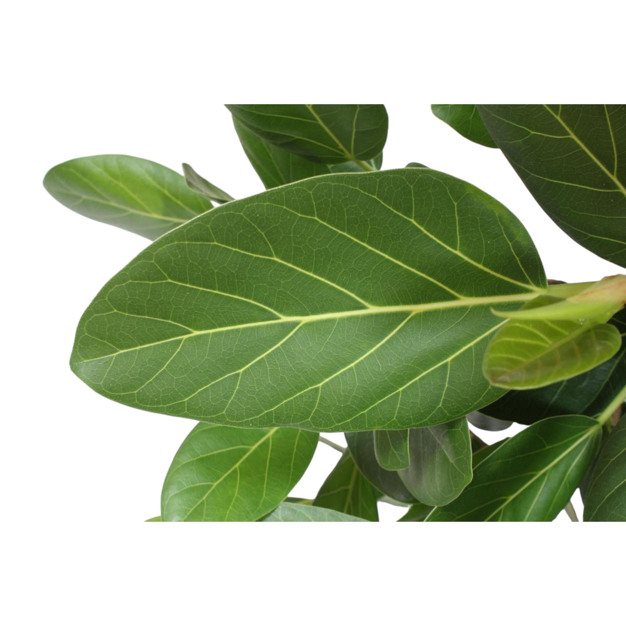 Ficus Benghalensis auf Stamm - 140 cm - ø30