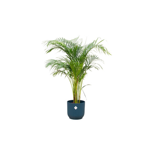 Kombi-Angebot - Areca-Palme inkl. elho Vibes Fold Rund Blau Ø30 - 140 cm