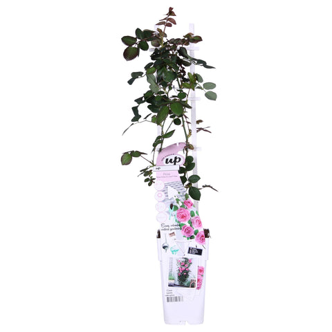 Rosa Crazy in love 'Pink' - Rosa Rose
