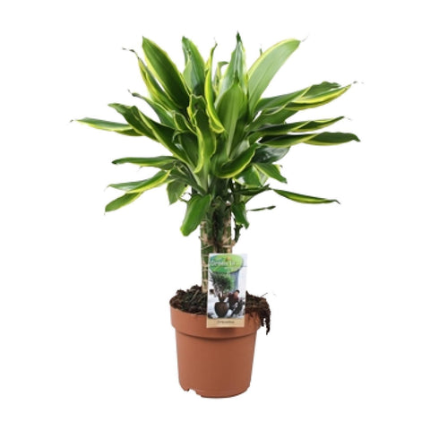 Dracaena Golden Coast - Ø17 ↕50