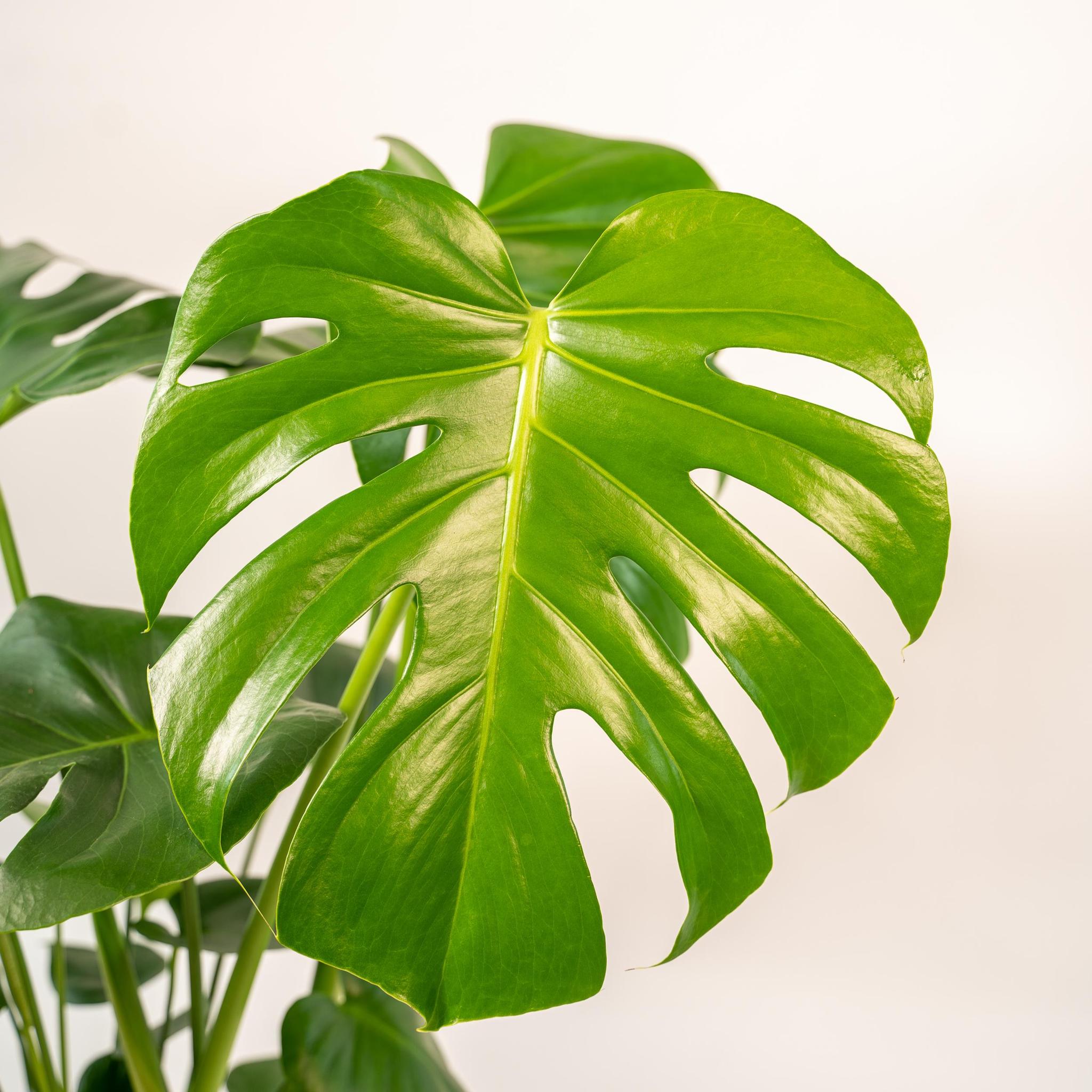 Monstera Deliciosa + Topf Mayk Lead - ↨80cm - Ø21cm