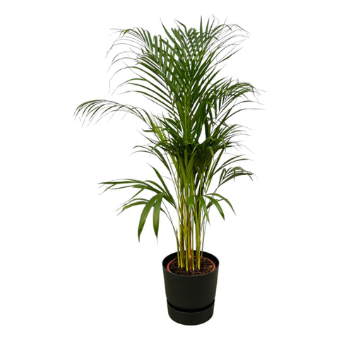 Areca Palme - ↨110cm - Ø21cm inkl. elho Greenville Rund Schwarz D24xH23