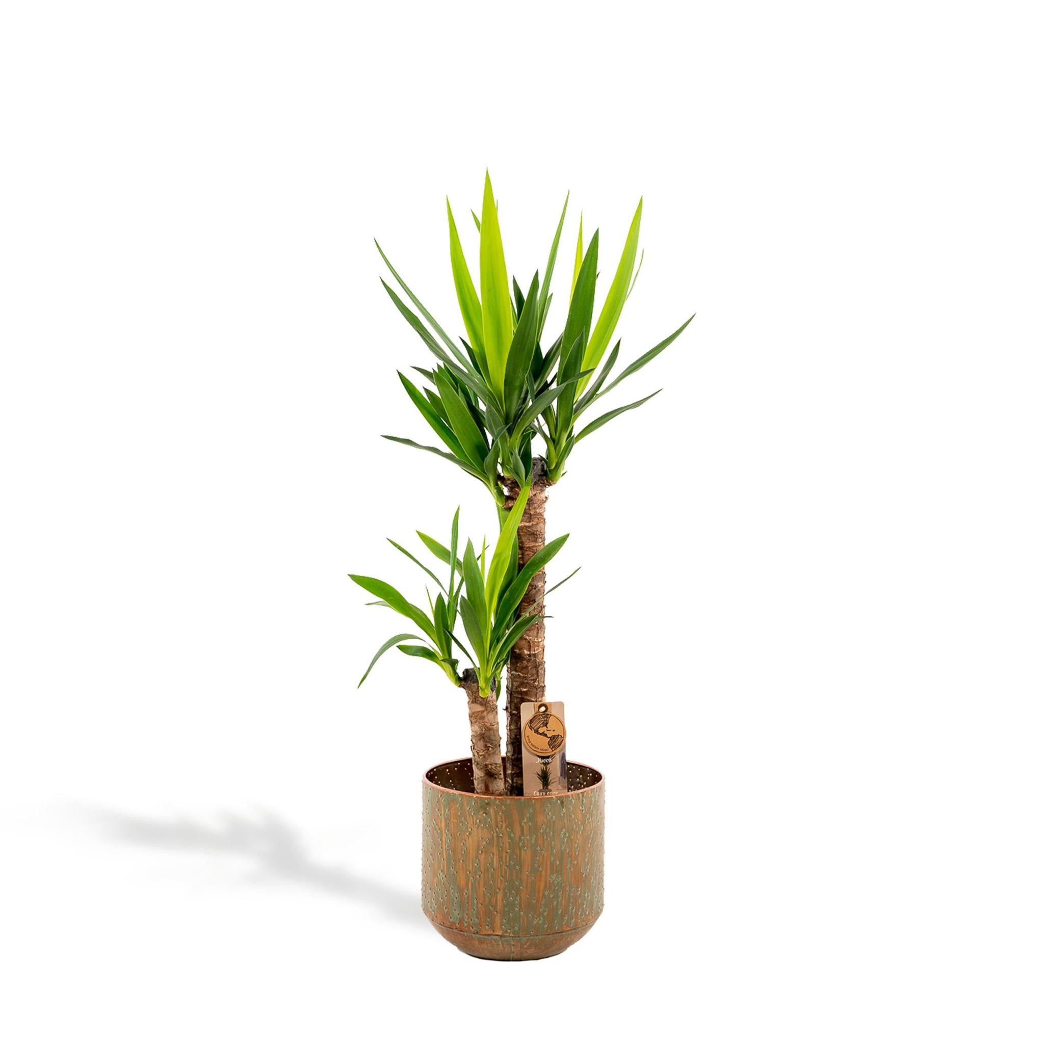 Yucca mit Topf - ↨100cm - Ø21cm