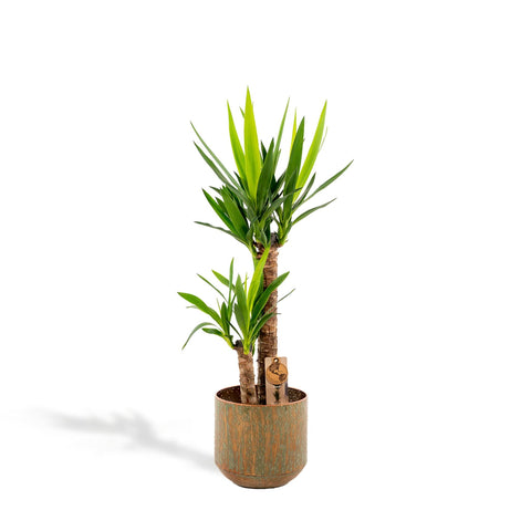 Yucca mit Topf - ↨100cm - Ø21cm