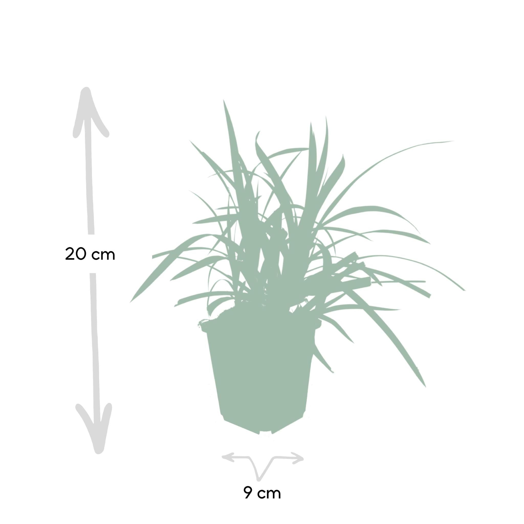 6x Carex morrowii 'Irish Green' - ↕10-25cm - Ø9cm