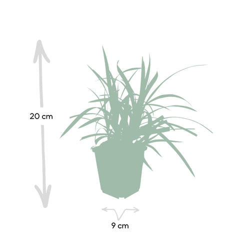 6x Carex morrowii 'Irish Green' - ↕10-25cm - Ø9cm