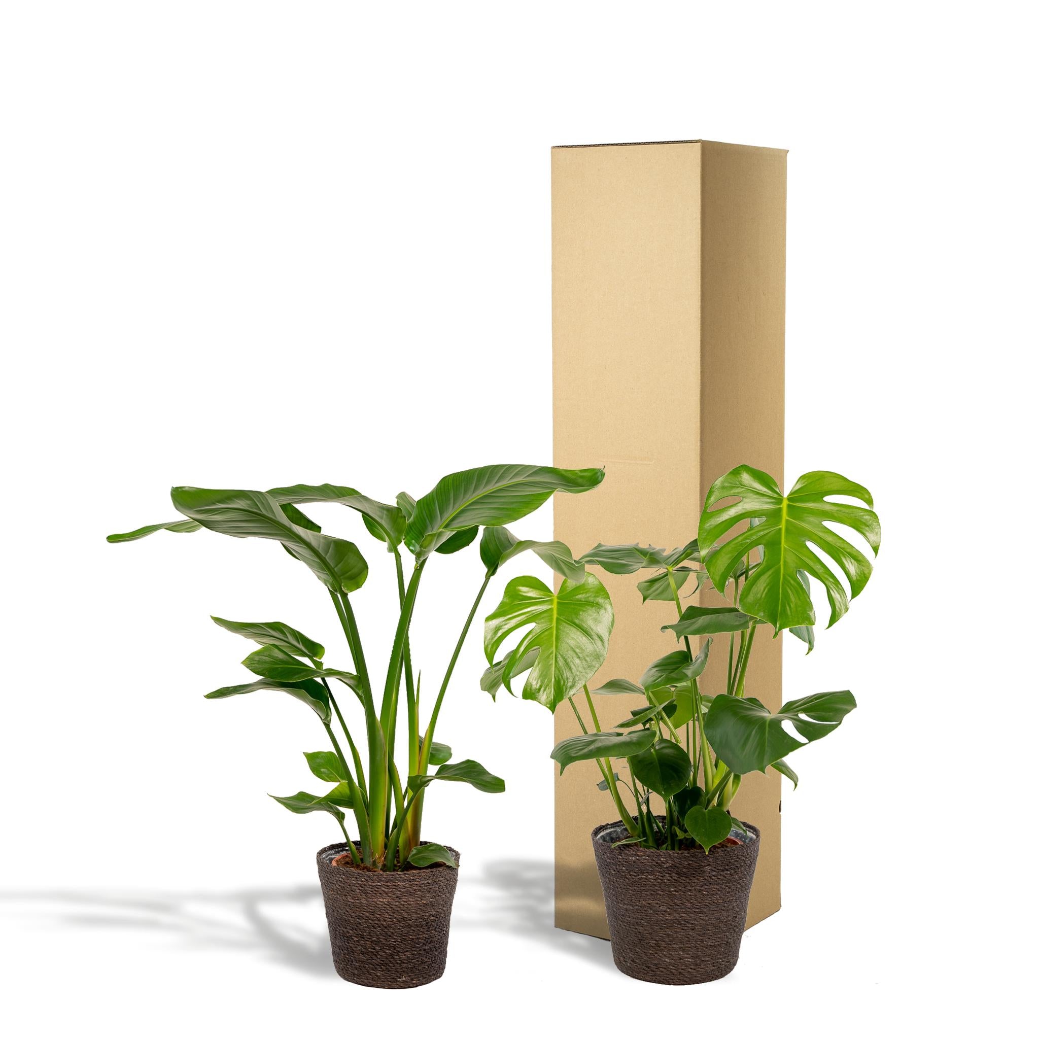 Strelitzia Nicolai - Ø19cm - ↕85cm + Monstera Deliciosa - Ø21cm - ↕75cm + Korb Igmar