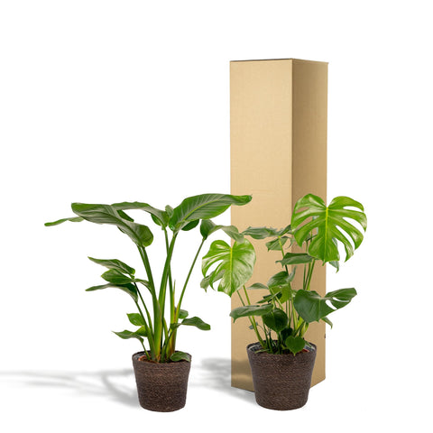 Strelitzia Nicolai - Ø19cm - ↕85cm + Monstera Deliciosa - Ø21cm - ↕75cm + Korb Igmar