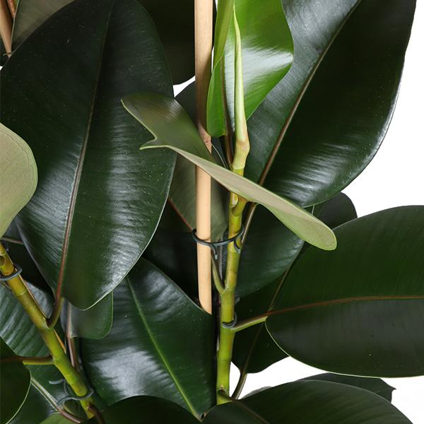 Ficus Elastica Robusta Ø27cm - ↕115cm in Boule Weiß Topf