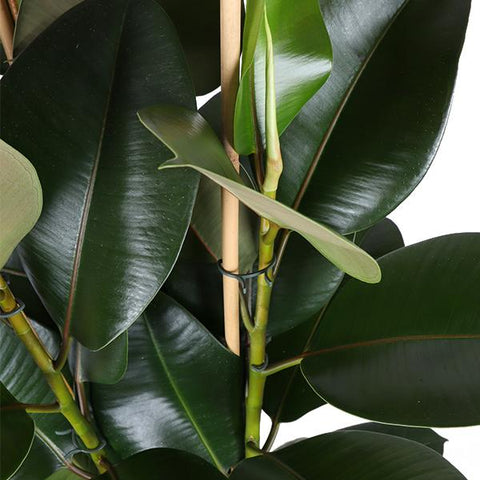Ficus Elastica Robusta Ø27cm - ↕115cm in Boule Weiß Topf
