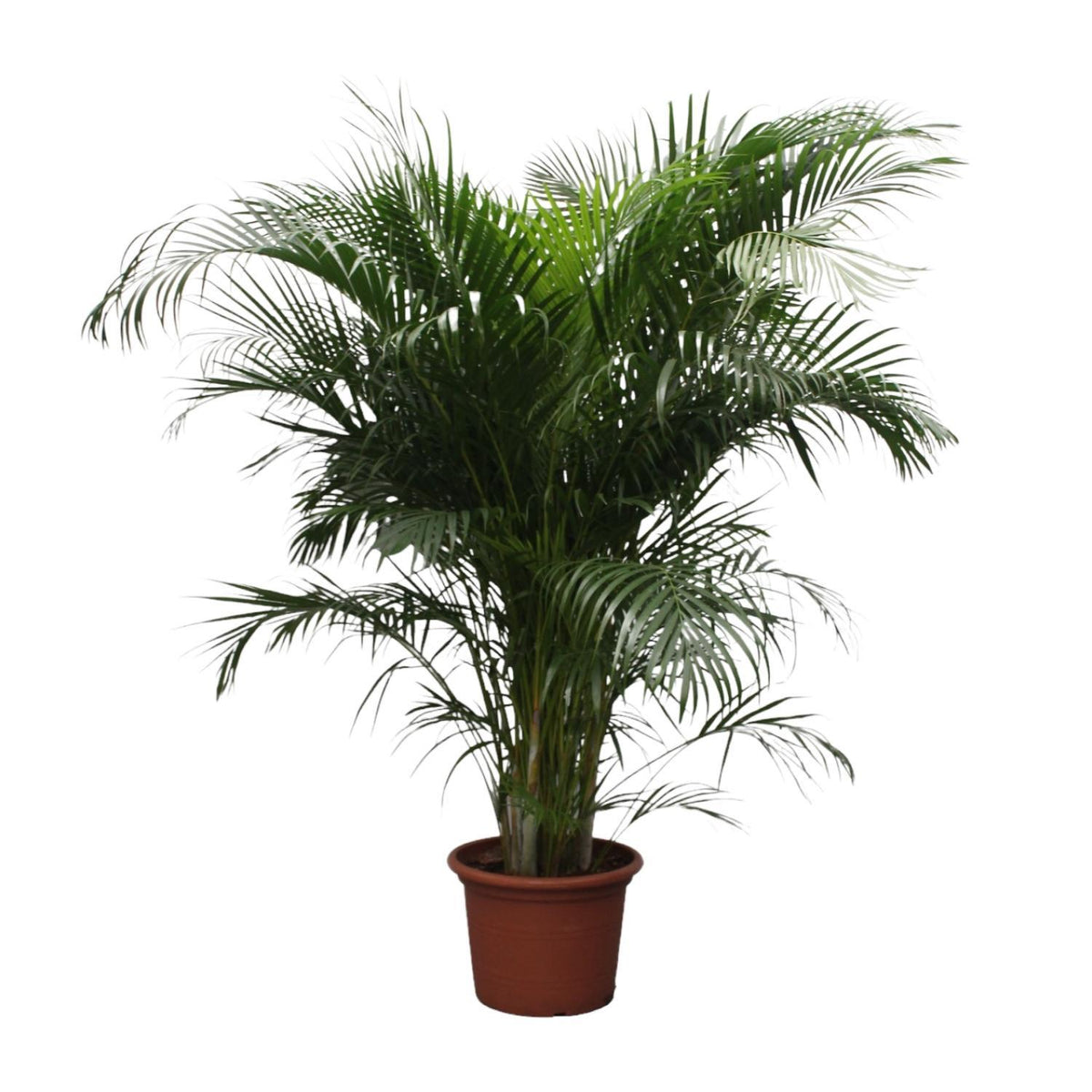 Dypsis Lutescens (Areca Palme) - 230 cm - ø40