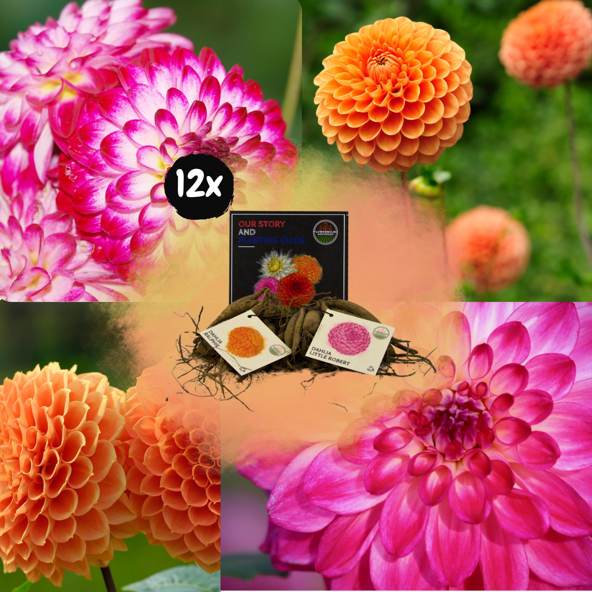 Flowerbulbs Amsterdam - Mix Pompon Splash, Dahlia Little Robert & Dahlia Ralphie, 12 stuks, 2 m2 dahlia plezier