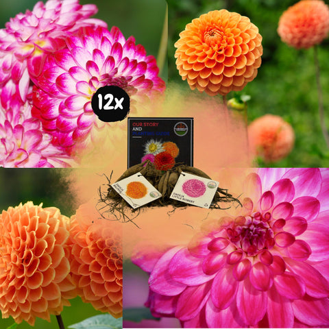 Flowerbulbs Amsterdam - Mix Pompon Splash, Dahlia Little Robert & Dahlia Ralphie, 12 stuks, 2 m2 dahlia plezier