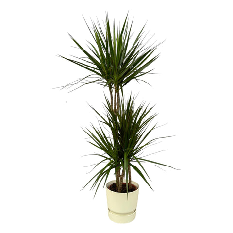 Dracaena Marginata - ↨120cm - Ø21cm inklusive Elho Greenville Rund Weiß D24xH23