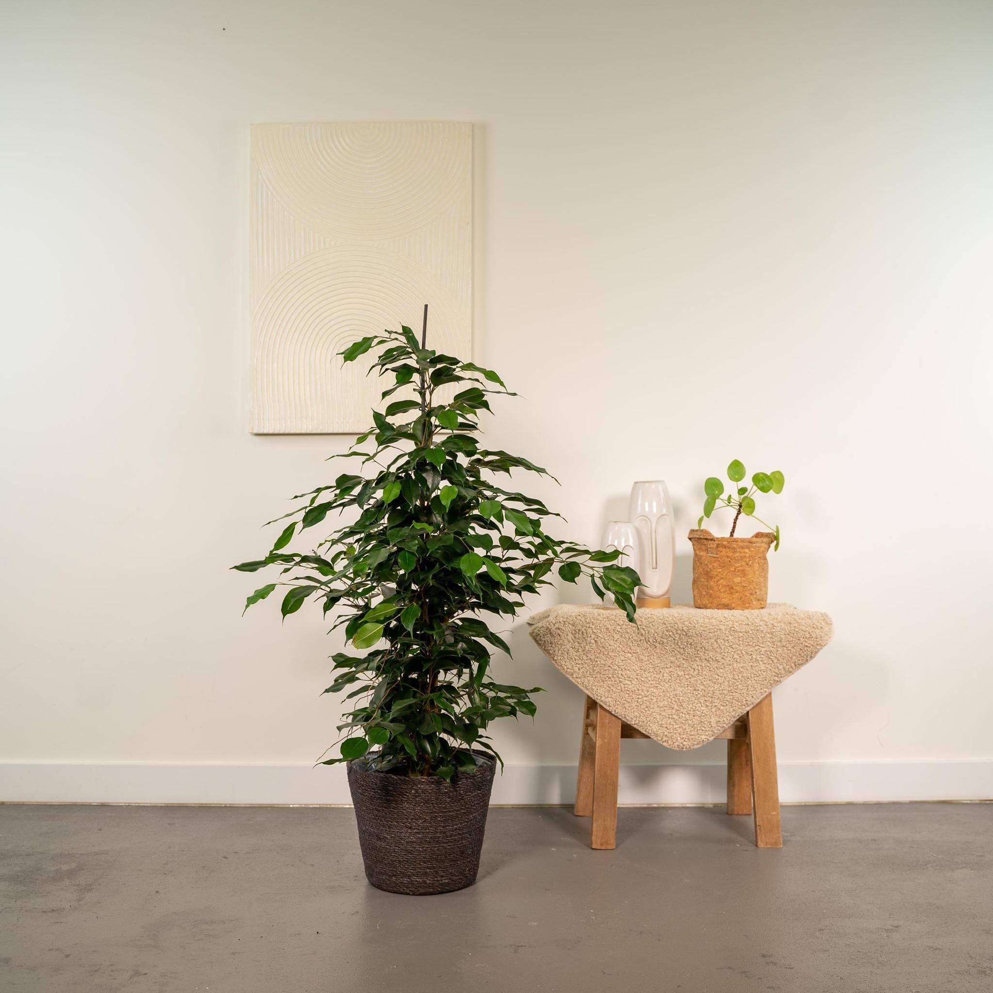 Ficus benjamina Danielle - Ø21cm - ↕95cm + Korb Igmar