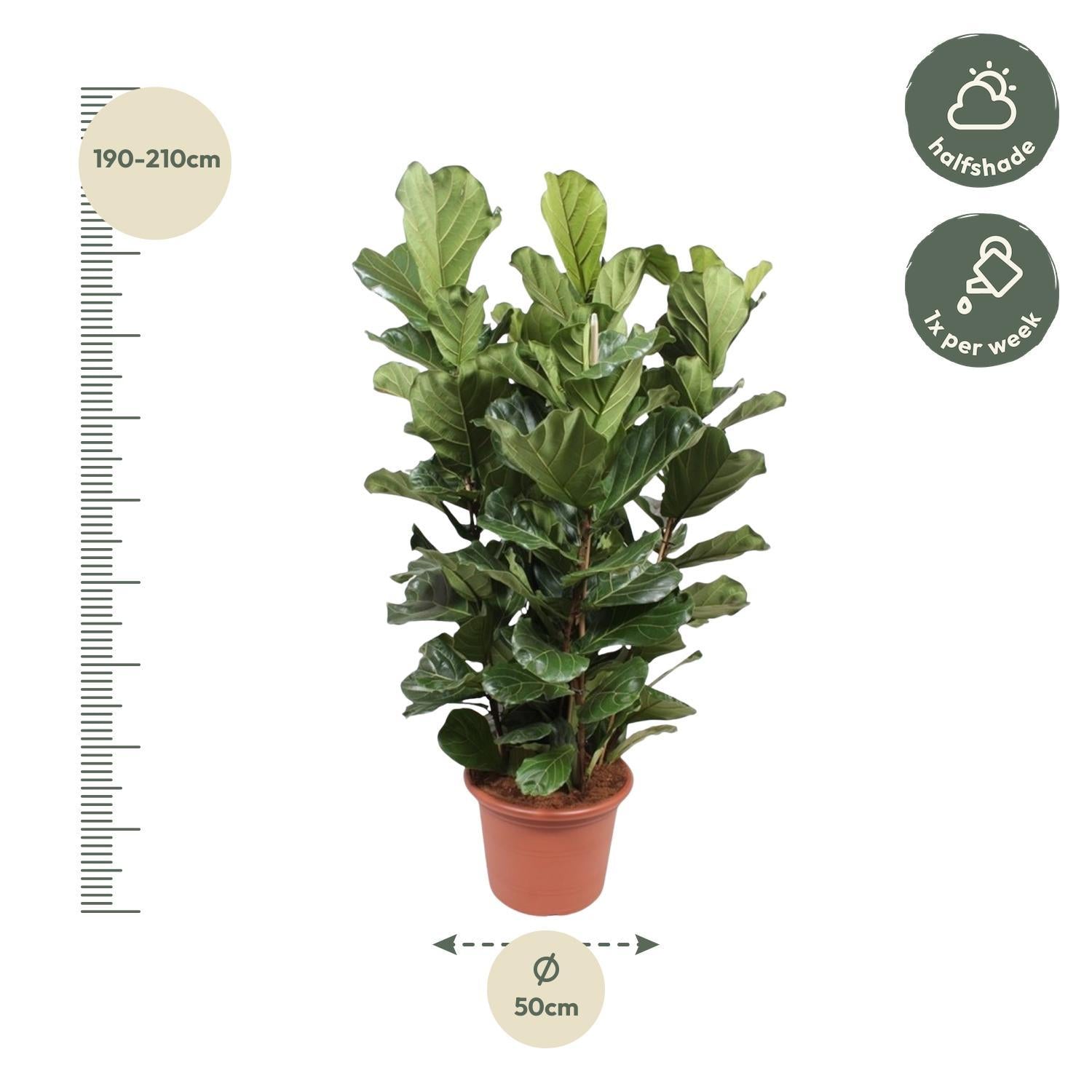 Ficus Lyrata Strauch XL - 200 cm - ø50