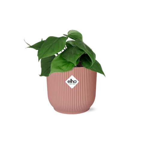 Philodendron Scandens in elho Vibes Fold 14cm Rosa