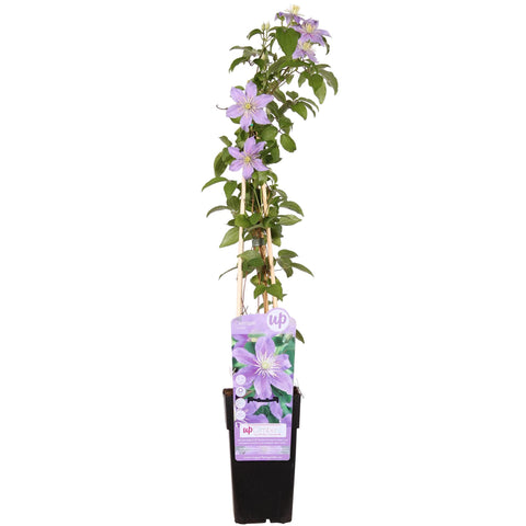 Clematis Justa - ↨65cm - Ø15