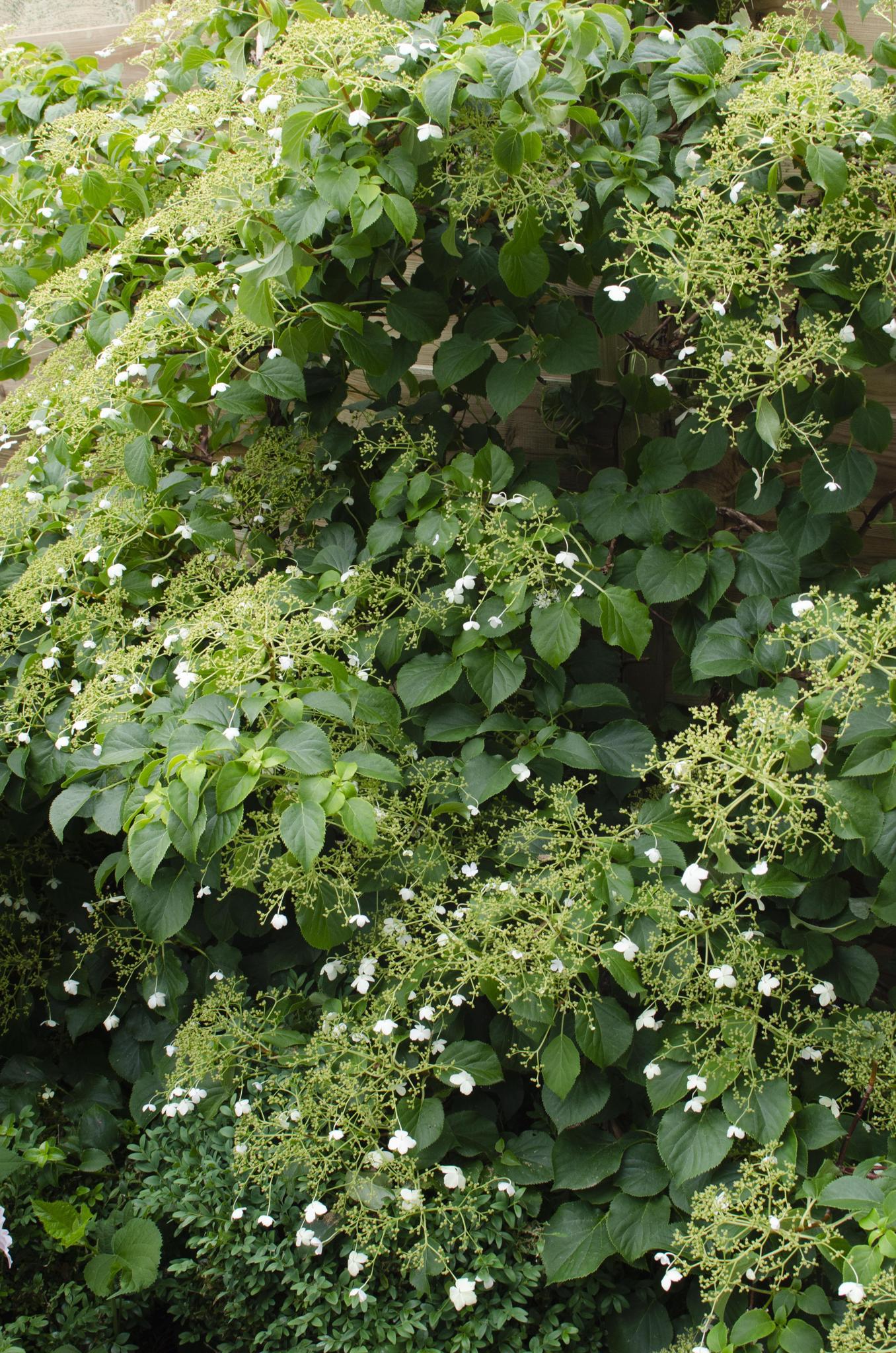 3x - Hydrangea petiolaris - ↨65cm - Ø15