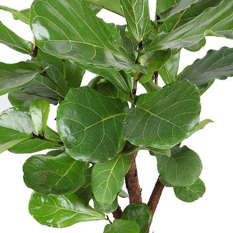 Ficus Lyrata (verzweigt) Ø24cm ↕110cm in Era Anthrazit Topf