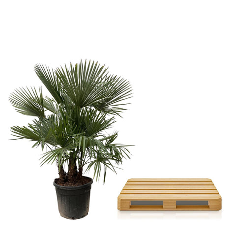 Trachycarpus Multi-Stamm - 200cm- Ø45