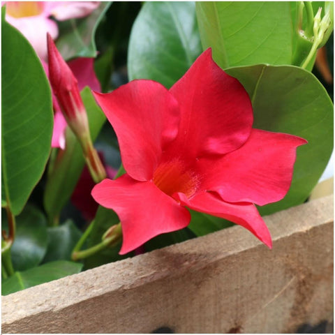 6 x Dipladenia Rot - Mandevilla Rot Ø12 cm - ↕25 cm