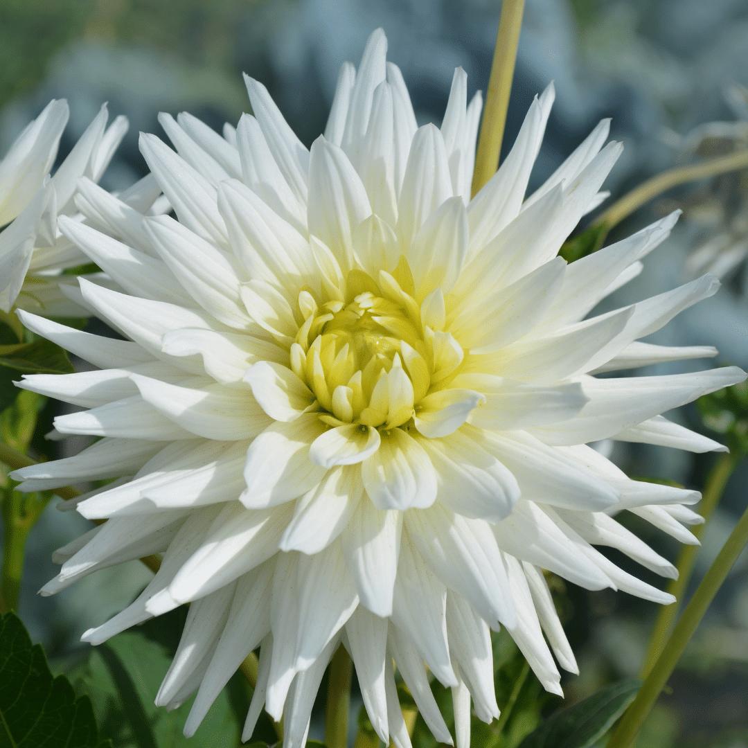 Flowerbulbs Amsterdam - Mix Romantische Schönheiten, Dahlia Playa Blanca & Dahlia Heatwave, 2 Stück