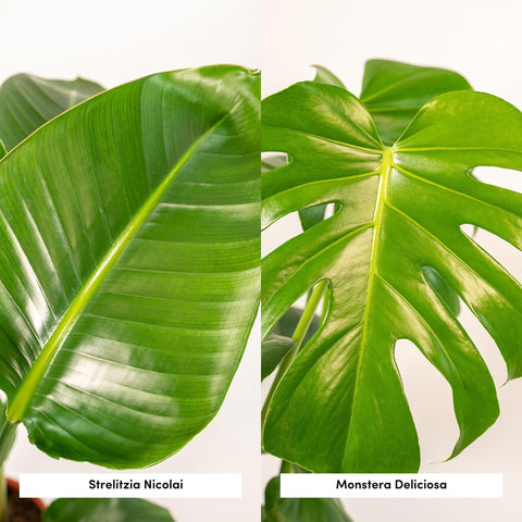 Strelitzia Nicolai - Ø19cm - ↕85cm + Monstera Deliciosa - Ø21cm - ↕75cm + Korb Igmar