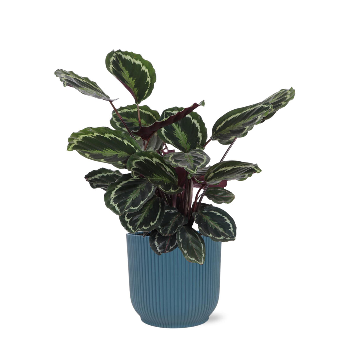 Calathea Medaillon Ø21cm - ↕70cm in Vibes BLAUER Topf